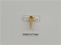 藏品(臺灣角莖舟蛾)的圖片